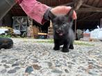 3 boerderij kittens (katers) te koop, Dieren en Toebehoren, Katten en Kittens | Overige Katten, Kater