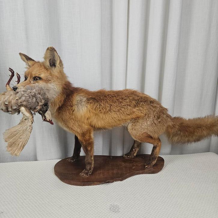 Opgezette Vos met Fazant, Antiek en Kunst, Curiosa en Brocante, Ophalen of Verzenden