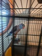 Jonge half tamme forpus blauw man, Mannelijk, Parkiet