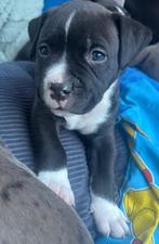 American Bully pocket / American Stafford pups, Dieren en Toebehoren, Honden | Jack Russells en Terriërs, België, Particulier