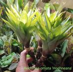 Aechmea ornata 'Hoehneana' en vele andere zeldzame Bromelia