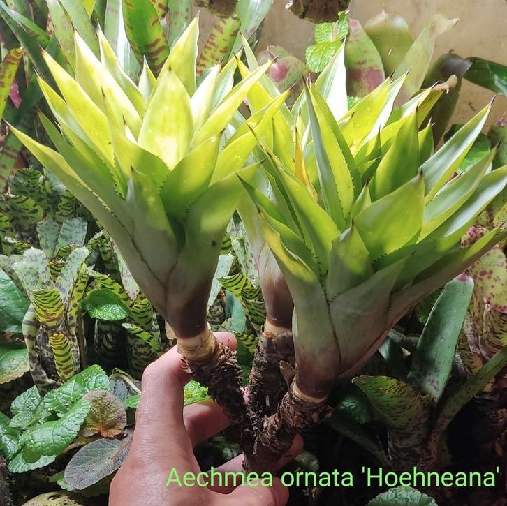 Aechmea ornata 'Hoehneana' en vele andere zeldzame Bromelia, Dieren en Toebehoren, Reptielen en Amfibieën