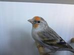Kanarie bastaard.    Pop. Putter X kanarie, Dieren en Toebehoren, Vogels | Kanaries, Vrouwelijk, Bastaard