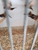 Zilverbekjes, Dieren en Toebehoren, Meerdere dieren