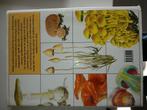 J. Baier - Giftige paddestoelen, Ophalen, Zo goed als nieuw, J. Baier