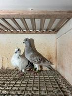 Koppel duiven te koop, Dieren en Toebehoren, Vogels | Duiven, Meerdere dieren, Overige soorten