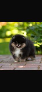 Pomeriaan, Dieren en Toebehoren, Particulier, Rabiës (hondsdolheid), 8 tot 15 weken, Buitenland