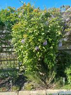Treurwilg, Ophalen, Halfschaduw, Treurboom, 100 tot 250 cm