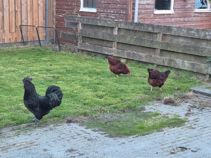 Koppel Ayam Cemani haan en 2 island red kippen, Dieren en Toebehoren, Pluimvee, Kip, Meerdere dieren