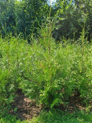 Thuja occ. &apos;Brabant&apos;, haagconifeer. tot 180 cm beschikbaar voor biedingen