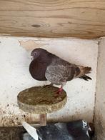 Duiven te koop, Dieren en Toebehoren, Meerdere dieren, Postduif