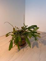 Epiphyllum Anguliger - Zaagcactus, Ophalen, Halfschaduw, Minder dan 100 cm