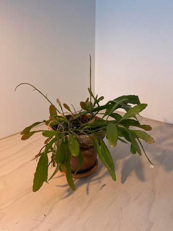 Epiphyllum Anguliger - Zaagcactus beschikbaar voor biedingen