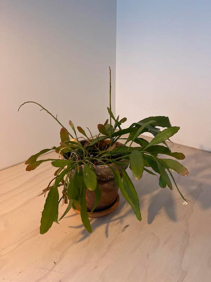 Epiphyllum Anguliger - Zaagcactus, Huis en Inrichting, Kamerplanten, Minder dan 100 cm, Halfschaduw, Ophalen