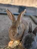 Vrouwtjes konijnen., Dieren en Toebehoren, Konijnen, Vrouwelijk, Groot, 0 tot 2 jaar