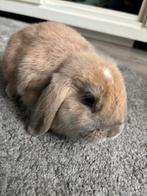 Kruizing minilops NHD voedster, Dieren en Toebehoren, Vrouwelijk, Dwerg