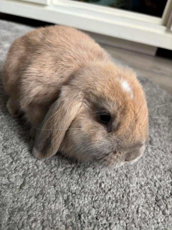 Kruizing minilops NHD voedster, Dieren en Toebehoren, Konijnen, Dwerg, Vrouwelijk