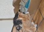 Kittens, Dieren en Toebehoren, Katten en Kittens | Overige Katten, Meerdere dieren, 0 tot 2 jaar