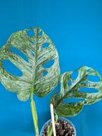 Monstera Adansonii mint, Huis en Inrichting, Kamerplanten, Ophalen of Verzenden, Overige soorten, Minder dan 100 cm