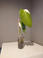Monstera Albo Variegata jonge plant nr 12, Huis en Inrichting, Kamerplanten, Ophalen of Verzenden, Halfschaduw, Minder dan 100 cm