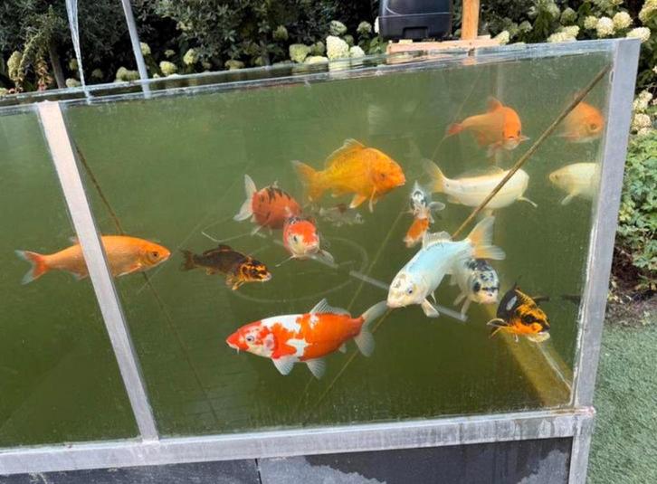 12 Koi Karpers, Dieren en Toebehoren, Vissen | Vijvervissen, Karper of Koi