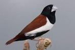 WIE HELPT; Gezocht koppel driekleuren- en zwartkopnonnen, Dieren en Toebehoren, Vogels | Overige Vogels, Meerdere dieren