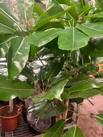 Schefflera op stam, Ophalen, Halfschaduw, Minder dan 100 cm