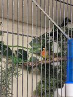 Zilveroor Nachtegaal man., Dieren en Toebehoren, Vogels | Overige Vogels, Meerdere dieren, Geringd