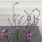 Verbena Bampton (ijzerhard) d.roze vaste plant, Overige soorten, Vaste plant, Ophalen of Verzenden, Halfschaduw