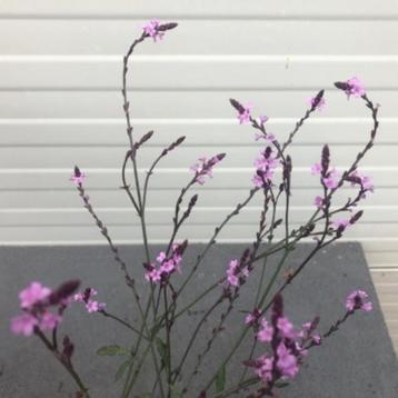 Verbena Bampton (ijzerhard) d.roze vaste plant beschikbaar voor biedingen