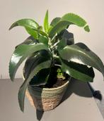 Grote Vetplant met stekjes in rieten mand, Huis en Inrichting, Kamerplanten, Ophalen of Verzenden, Halfschaduw, Minder dan 100 cm