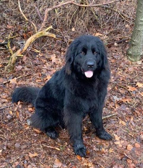 Newfoundlander pups, Dieren en Toebehoren, Honden | Niet-rashonden, Groot, Meerdere dieren, Fokker | Hobbymatig, Meerdere, Nederland