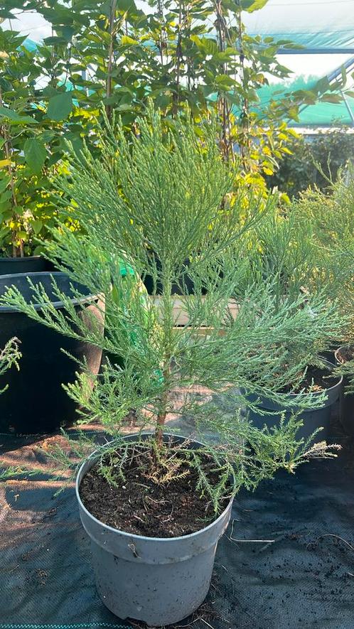 De Sequoiadendron giganteum 'Mammoetboom' 30/40 t/m 100/125, Tuin en Terras, Planten | Bomen, Overige soorten, Ophalen