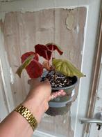 Begonia Oldemor - Prachtige kamerplant!, Ophalen of Verzenden