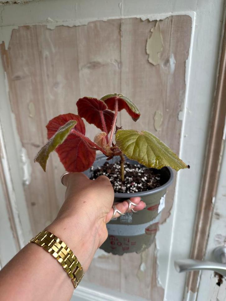 Begonia Oldemor - Prachtige kamerplant!, Huis en Inrichting, Kamerplanten, Ophalen of Verzenden