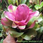 Bromelia's uit import, Thailand en Colombia, Amfibie