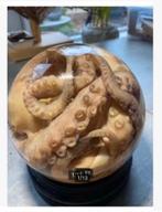 Korting XL opgezette echte octopus inktvis in ronde glas bol, Verzamelen, Dierenverzamelingen, Ophalen, Nieuw, Overige soorten