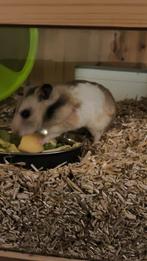 Goed tehuis Gezocht !!Voor Goudhamster, Dieren en Toebehoren, Maart, Vrouwelijk, Hamster