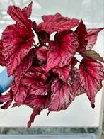 Begonia Maui Sunset P17, Huis en Inrichting, Kamerplanten, Ophalen of Verzenden, Overige soorten, Minder dan 100 cm