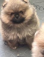 Pomeriaan Reutje pup puppy pomeranian fci stamboom, Dieren en Toebehoren, 15 weken tot 1 jaar, Meerdere dieren, Eén hond, Nederland
