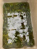 10 liter zuurstof planten hoornblad, Ophalen, Nieuw