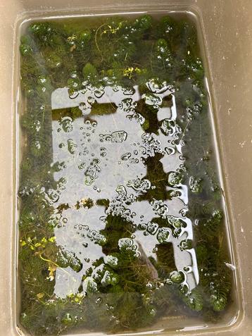 10 liter zuurstof planten hoornblad beschikbaar voor biedingen
