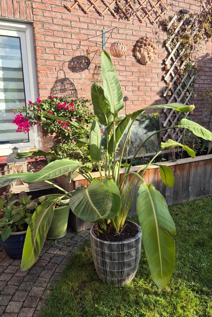 Strelitzia Reginae met 3 bloemknoppen, Huis en Inrichting, Kamerplanten, 150 tot 200 cm, Bloeiende kamerplant, Halfschaduw, Ophalen