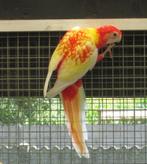 rubino rosella's, Dieren en Toebehoren, Vogels | Parkieten en Papegaaien, Vrouwelijk, Parkiet, Geringd