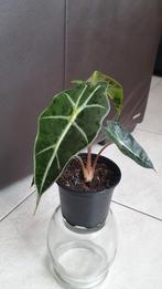 Alocasia sanderiana plant, Huis en Inrichting, Overige soorten, Minder dan 100 cm, Halfschaduw, Ophalen