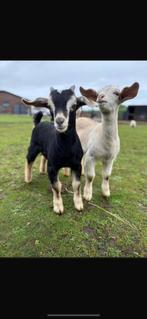 Lieve knappe Ruud te koop, Mannelijk, Geit