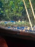 goed lopende garnalen aquarium te koop,, Dieren en Toebehoren, Vis
