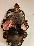 Prachtige opgezette steenmarter, taxidermy, Ophalen of Verzenden, Zo goed als nieuw