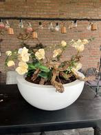 Orchidee in witte plantenbak - 70cm, Tuin en Terras, Bloembakken en Plantenbakken, Ophalen, Tuin, Kunststof, Rond