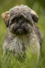 Dekreu (NIET TE KOOP, Dieren en Toebehoren, Reu, 1 tot 2 jaar, Eén hond, Nederland